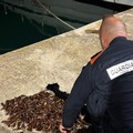 Operazione della Guardia Costiera a tutela della filiera della pesca, ecco i risultati nella Bat