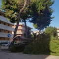 Via Santeramo: caduto un albero per il forte vento, nessun ferito