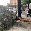 Temporale estivo su Barletta, crolla un albero in piazza Conteduca