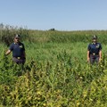 Scoperta a Barletta piantagione di 2000 mq di marijuana