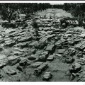 Archeologia e agricoltura, la storia delle olive del sepolcreto di Canne della Battaglia
