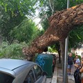 Si spezza albero in via Vitrani, danni alle automobili in sosta