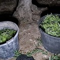Tentato furto di olive in contrada Polvere a Barletta
