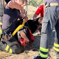 Salvato cane caduto in un pozzo scoperto in via del Gelso