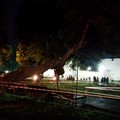 Albero pericolante a Barletta, nei pressi del Castello