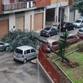 Maltempo, a Barletta cadono altri due alberi