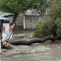 Barletta, prosegue la conta degli alberi caduti: sei in meno di 24 ore