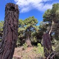 «Un polmone verde che scompare: appello al Comune di Barletta per l’area del Vivaio Dibitonto»