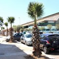 Donate nove palme alla città. I ringraziamenti del sindaco Cannito