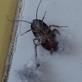 Borgovilla esclusa dalla sanificazione della fogna, la denuncia del comitato delle vie Donizetti e Rossini