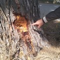 Sospetto avvelenamento di alberi storici a Canne della Battaglia