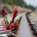 Disastro ferroviario Corato-Andria, chieste 15 condanne