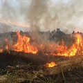 Emergenza incendi boschivi, dichiarato stato di crisi in Puglia