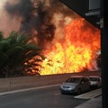 Incendio ai vivai in via vecchia Andria, è panico