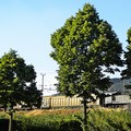 Giornata nazionale degli alberi, a Barletta saranno piantati oltre 20 arbusti