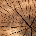 Lavorazione del legno: in aumento gli acquisti online di troncatrici
