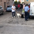 Maltrattamenti in famiglia e su animali: arrestata una 46enne di Barletta