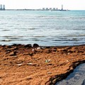 Sicurezza balneare, arrivano a Barletta le regole della Capitaneria di Porto