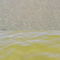 Prima cristallino dopo giallastro, il mare di Barletta cambia colore