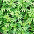 Piantagione di marijuana nei terreni dell'ex cartiera di Barletta
