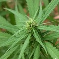 Cannabis in pieno centro, piantagione scoperta dai poliziotti