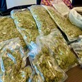 Scoperto deposito di marijuana in casa: arrestato 39enne di Barletta