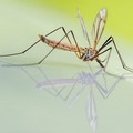 Nuova azione contro le zanzare: il calendario degli interventi a Barletta