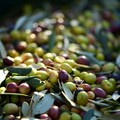 In Puglia crescono le vendite di olio extra vergine d'oliva