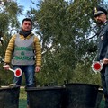 Sventato furto di olive nelle campagne tra Barletta e Trani