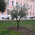 Un albero di olivo per ogni grande piazza di Barletta