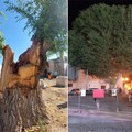 Cade il gigantesco olmo in via Mura del Carmine