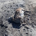 Ritrovata una pecora priva di vita sul lungomare Mennea