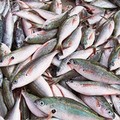 Controlli in mare, sequestrati 30 tonnellate di prodotti ittici