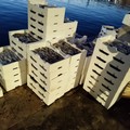 Oltre 300 kg di pesce sequestrato distribuito alle persone più deboli della città