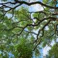 Da lunedì trattamenti su Quercus Ilex sull’intero territorio di Barletta