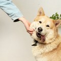 Guida completa su come dar da mangiare al cane