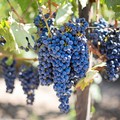 Peronospora della vite, al via gli aiuti per i viticoltori barlettani