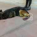 Cane corre sulla SS16, salvato dalla Polizia Locale di Barletta