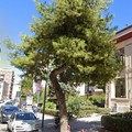 Sarà abbattuto un pino in via Casardi, «misura per garantire la pubblica incolumità»