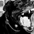 Aggredito da un pit-bull e derubato, identificato il rapinatore a Barletta