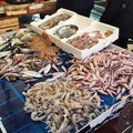 Prodotti ittici conservati in pessime condizioni igieniche, scatta il sequestro a Barletta