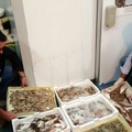 Sequestrati dalla Guardia Costiera 500 kg di prodotti ittici