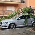 Ramo di albero cade su un’automobile in sosta in via delle Belle Arti