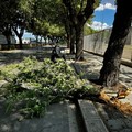 Ramo spezzato in viale Cafiero: spavento per uno scooter di passaggio