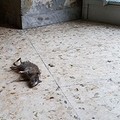 Invasione di ratti a Piazza Plebiscito
