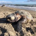 Tartaruga spiaggiata sulla costa di Barletta