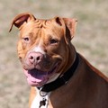 Sfiorato il peggio a Barletta, pitbull senza guinzaglio si avventa verso un beagle