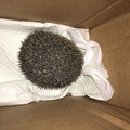 Una bimba di Barletta salva un piccolo riccio dal freddo