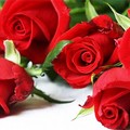 ​San Valentino 2016, due pugliesi su cinque regaleranno fiori