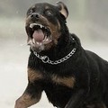 Aggressione dei rottweiler su viale Regina Elena, 30 giorni di prognosi al bimbo